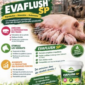 EVA' FLUSH « SP Repro »