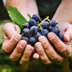 PROTECTION DES VIGNES