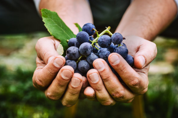 PROTECTION DES VIGNES