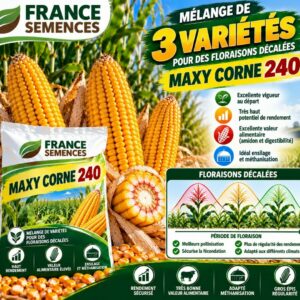 MAXY CORNE - 240