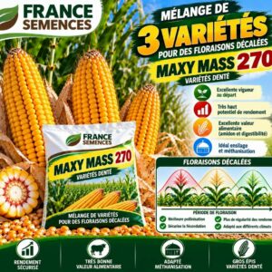 MAXY MASS - 270