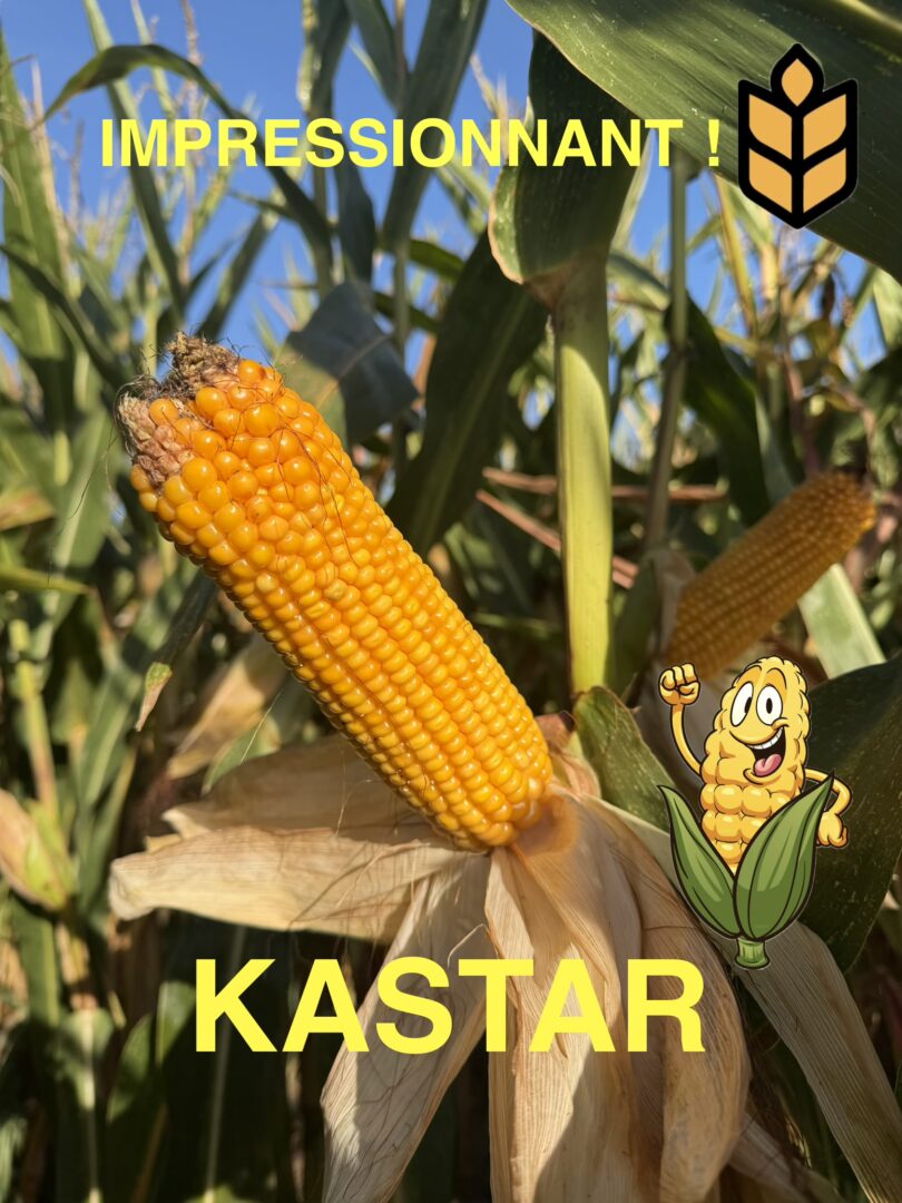 KASTAR – Image 2